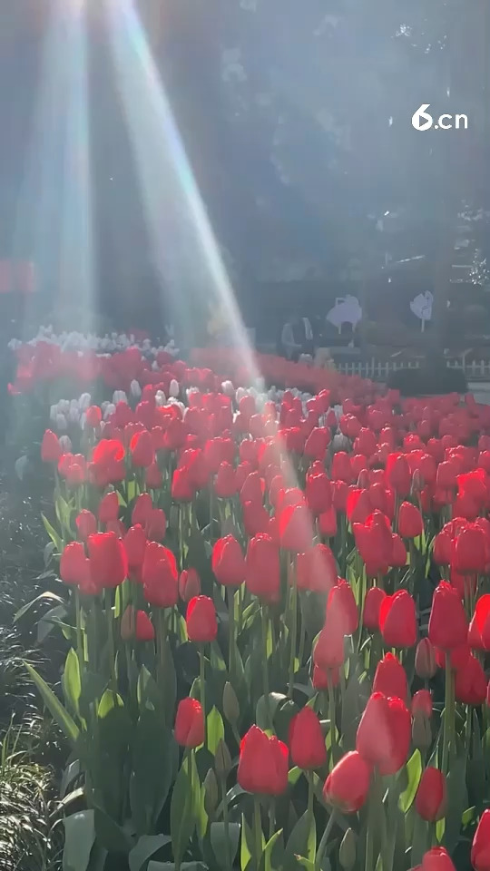 🌷日更博主哈哈哈哈