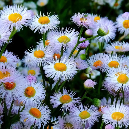 蕾の茗海报