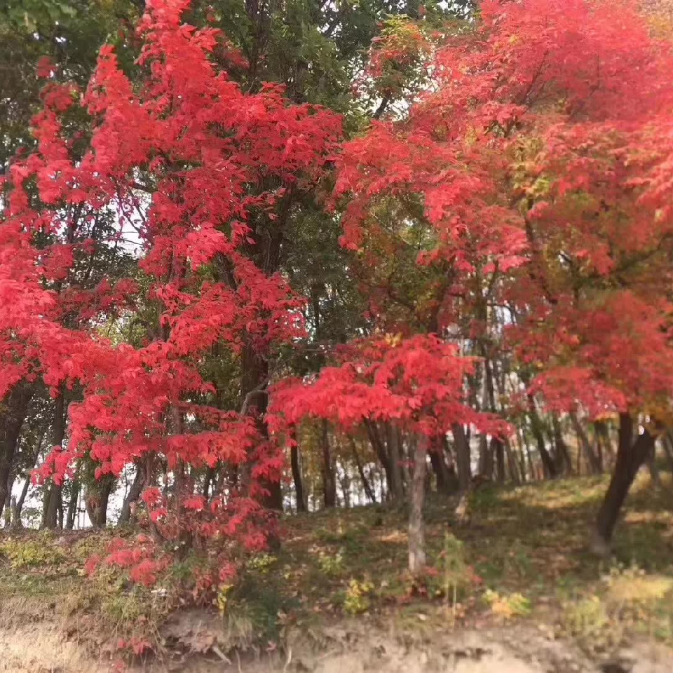 ☜心梦☞海报