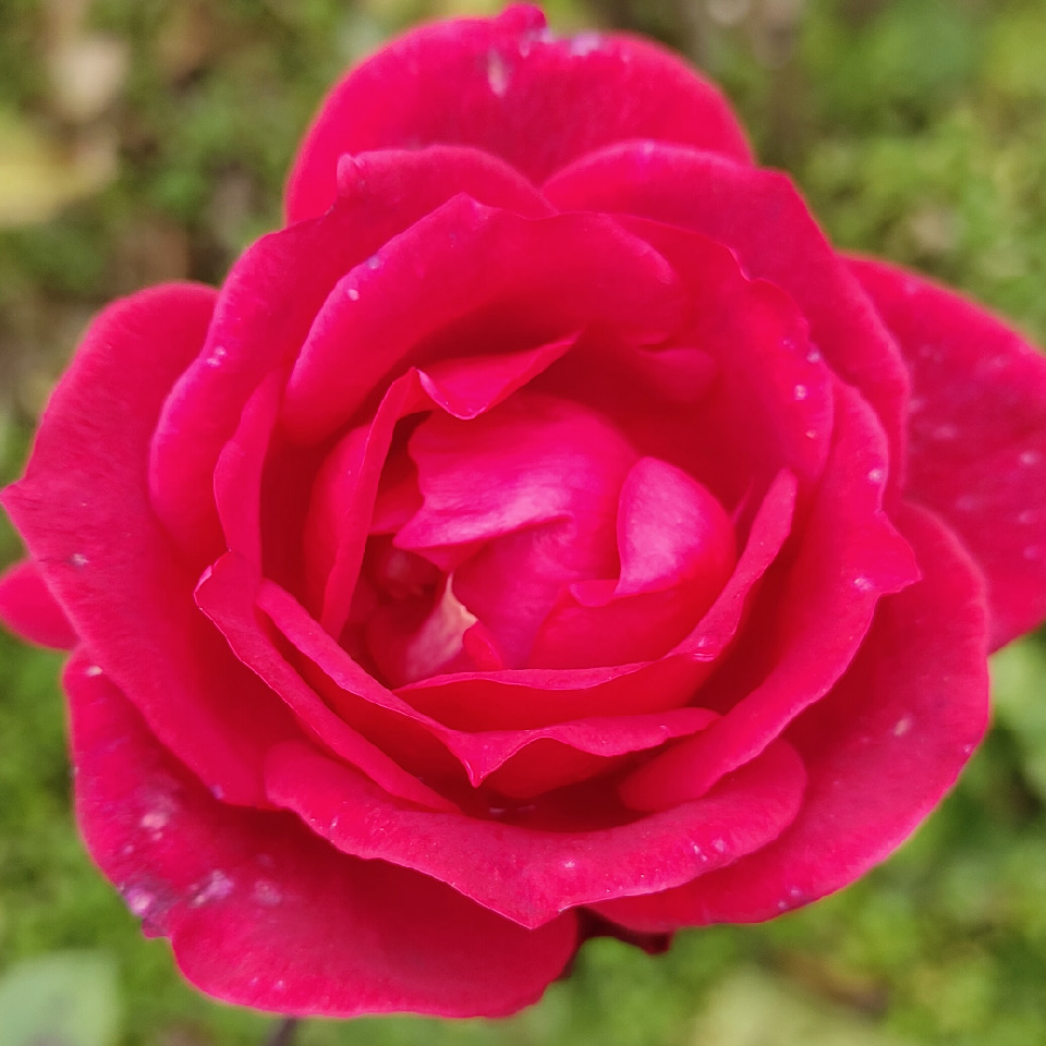 【可是】这份爱失去了海报