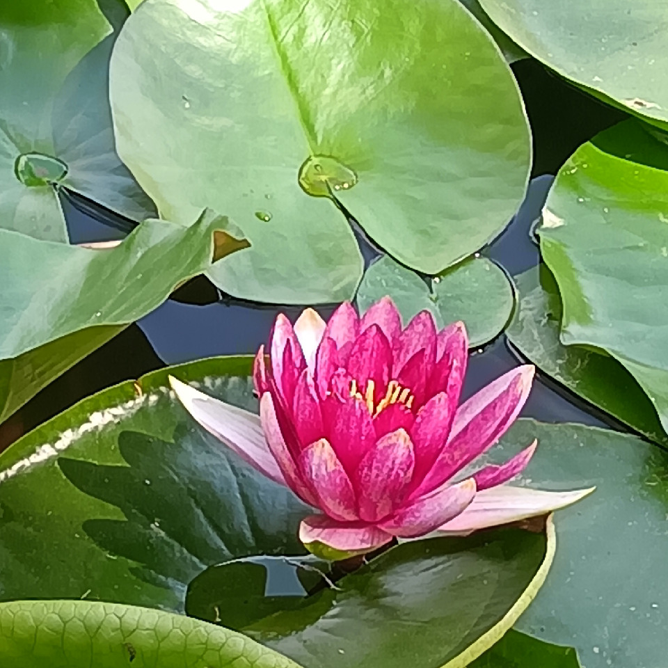 随缘随风吹海报