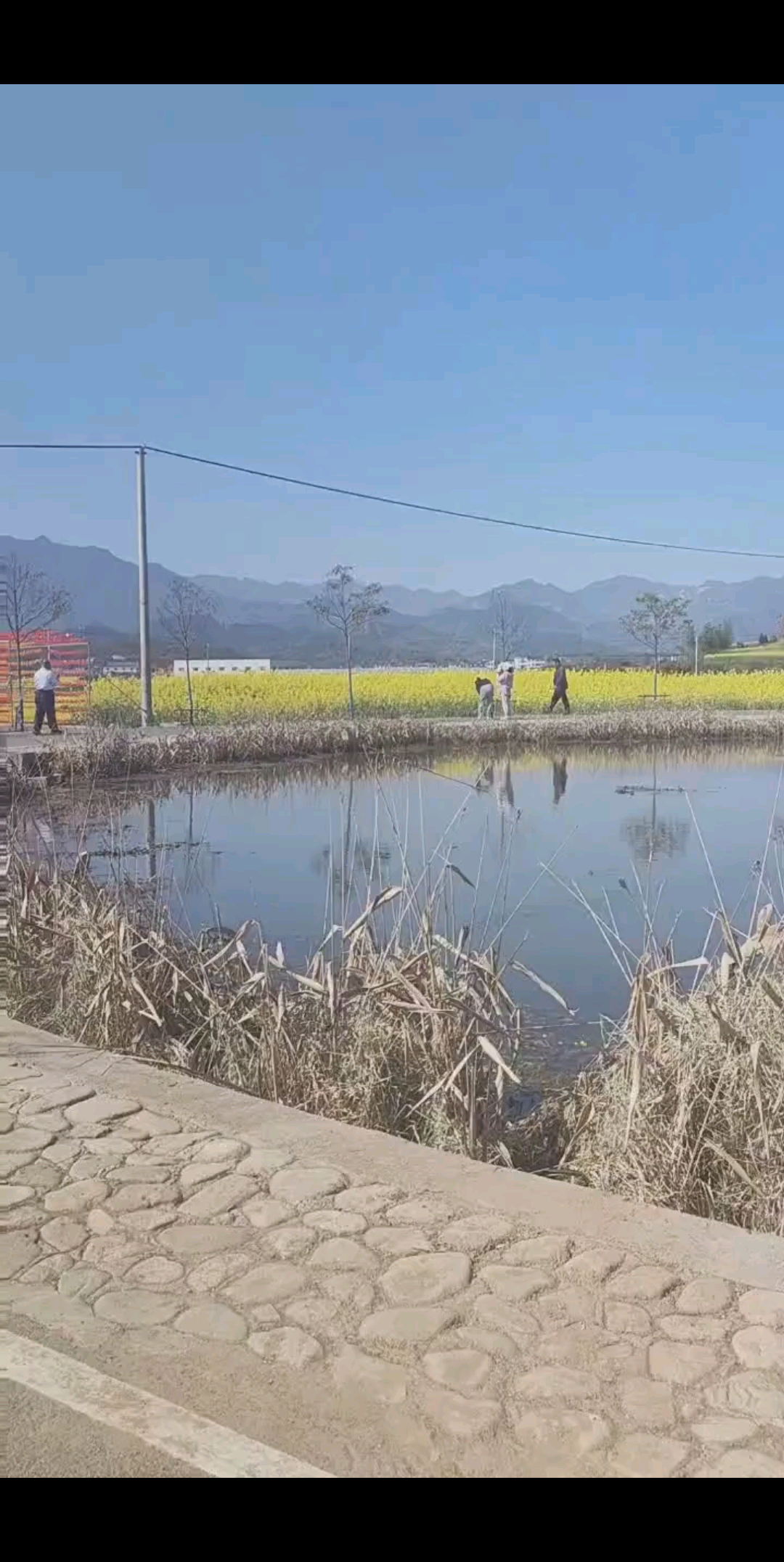 油菜花开