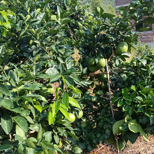 大郎♚起来喝药了海报