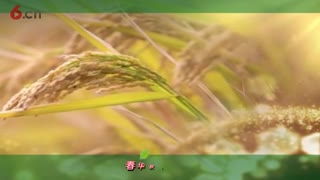 稻香仲秋-QG