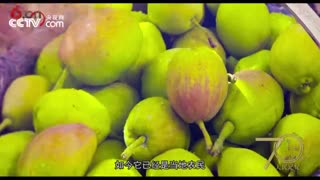 【70年70城】记住库尔勒！在这里，库尔勒香梨香飘世界