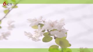 春阳-3