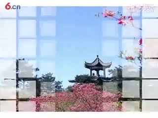 中国杜鹃花海 世界杜鹃花城