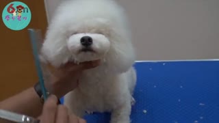 蘑菇头修剪，摩登宠物美容造型.