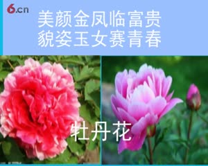 百花楹联汇编 （张合）